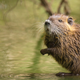 Illustration for article titled Eating muskrat permissible on Fridays during Lent, Detroit archdiocese decrees
